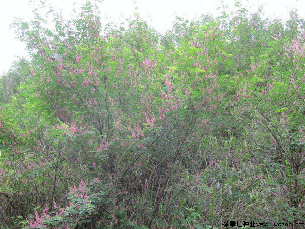 護(hù)坡灌木——多花木蘭栽培要點(diǎn) 護(hù)坡灌木——多花木蘭栽培要點(diǎn)