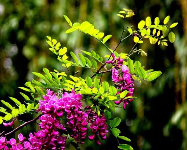 紫穗槐種子的種植方法與管理技術 紫穗槐種子的種植方法與管理技術