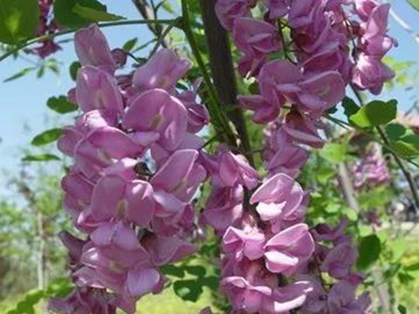 紫穗槐形態特征以及生長環境 紫穗槐形態特征以及生長環境
