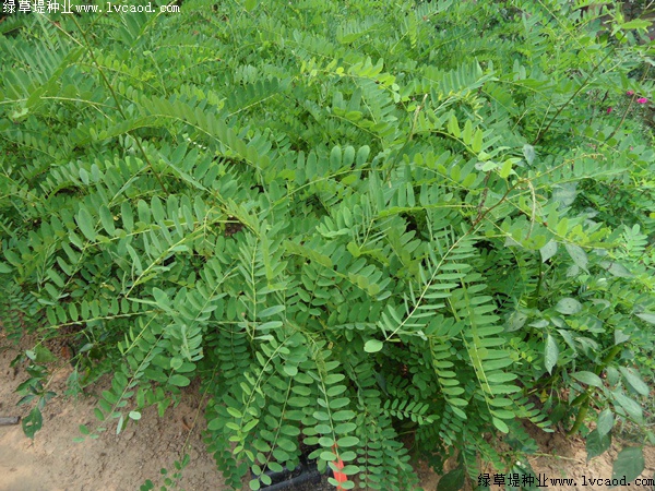 紫穗槐形態特征以及生長環境 紫穗槐形態特征以及生長環境