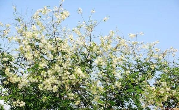 賞花——【銀合歡】主要價值 賞花——【銀合歡】主要價值