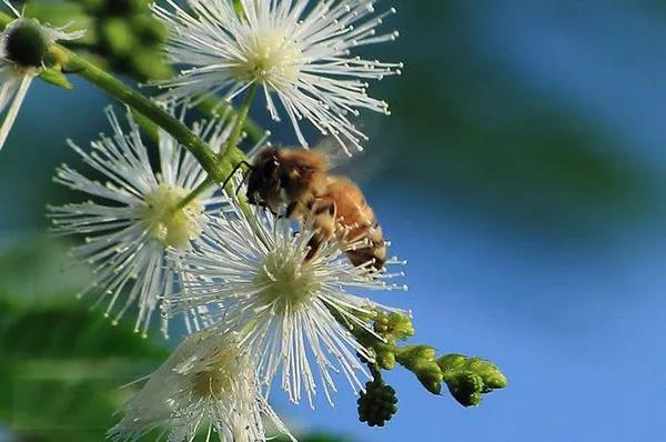 賞花——【銀合歡】主要價值 賞花——【銀合歡】主要價值