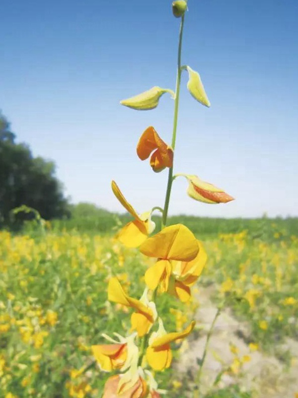 豬屎豆栽培技術與管理應用方法 豬屎豆栽培技術與管理應用方法