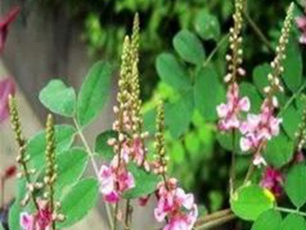 衣物上的豆科植物---馬棘基本介紹 衣物上的豆科植物---馬棘基本介紹