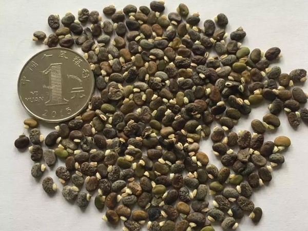 常綠灌木種子—山毛豆形態(tài)特征以及播種時間 常綠灌木種子—山毛豆形態(tài)特征以及播種時間