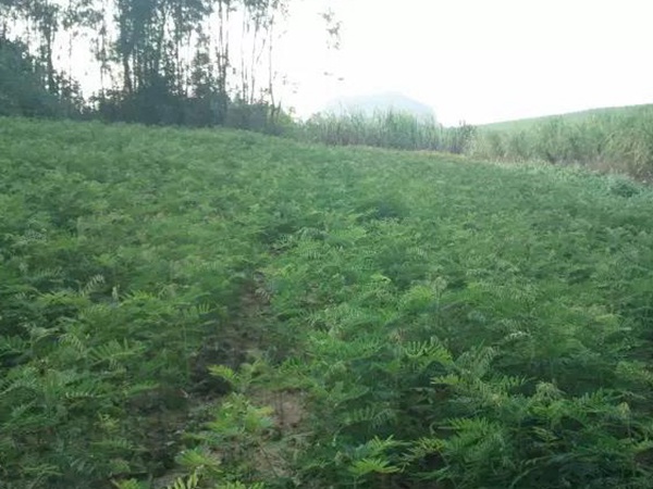 山毛豆的栽培技術以及播種前準備工作 山毛豆的栽培技術以及播種前準備工作