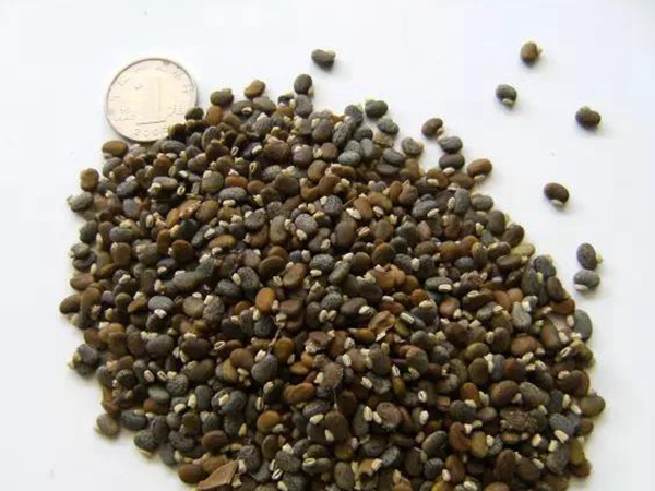 山毛豆繁殖方法以及習性特點 山毛豆繁殖方法以及習性特點