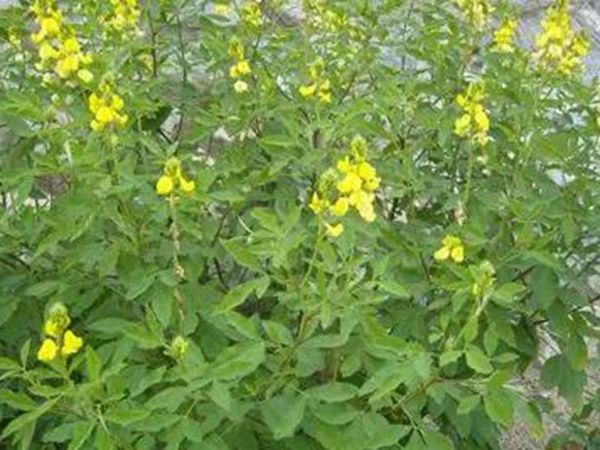 生態綠化種子有哪些,有什么需要注意的 生態綠化種子有哪些,有什么需要注意的