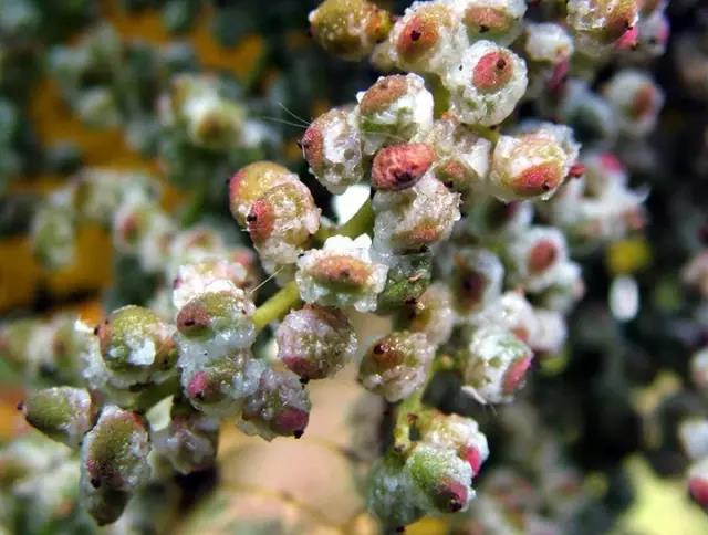 江陰鄉(xiāng)土植物——鹽膚木灌木 江陰鄉(xiāng)土植物——鹽膚木灌木