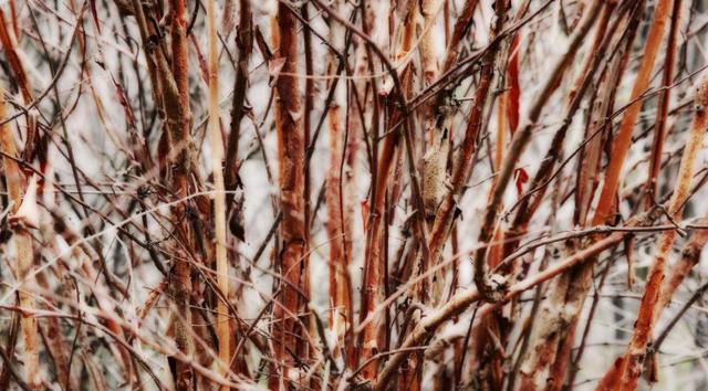 荊條的主要價值以及種植管理技術(shù)介紹 荊條的主要價值以及種植管理技術(shù)介紹