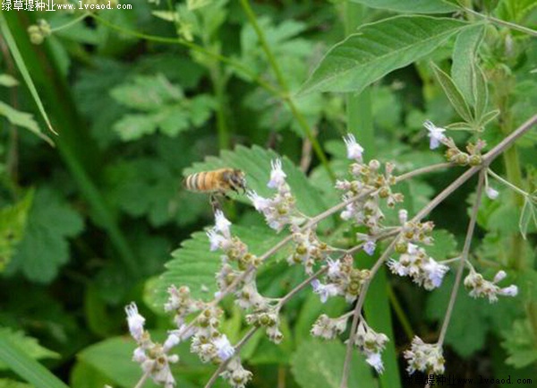 如何提高荊條的種植效益？有什么需要注意的？