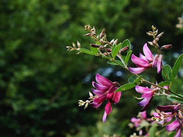 胡枝子的種植技術介紹，什么時候播種最佳？