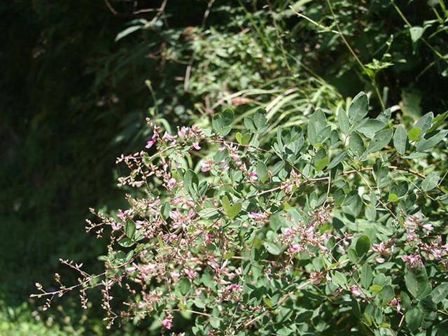 胡枝子的種植技術介紹，什么時候播種最佳？