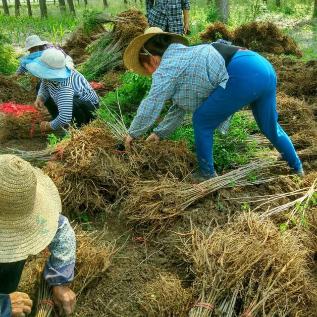 紫穗槐育苗產(chǎn)苗量高,繁育時間短,生長速度快 紫穗槐育苗產(chǎn)苗量高,繁育時間短,生長速度快