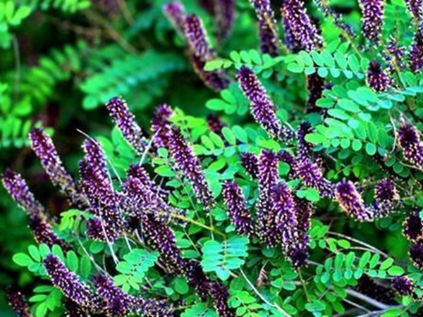 紫穗槐種植方法以及栽培要點(diǎn) 紫穗槐種植方法以及栽培要點(diǎn)