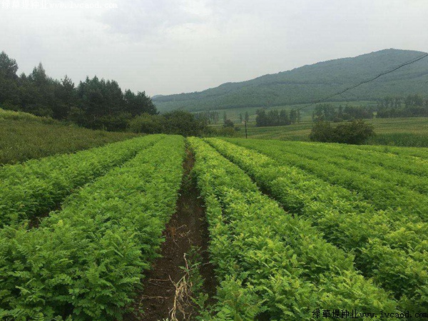 紫穗槐紫穗槐種植方法以及栽培要點(diǎn) 紫穗槐紫穗槐種植方法以及栽培要點(diǎn)