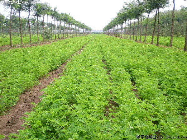 紫穗槐種植方法以及栽培要點(diǎn) 紫穗槐種植方法以及栽培要點(diǎn)