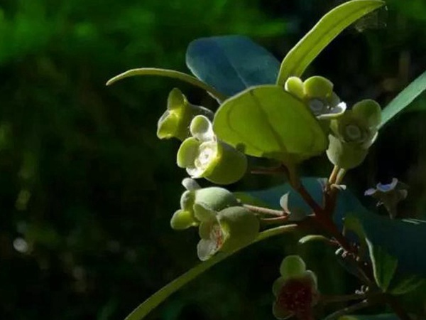 桃金娘的鑒賞與栽培養護 桃金娘的鑒賞與栽培養護