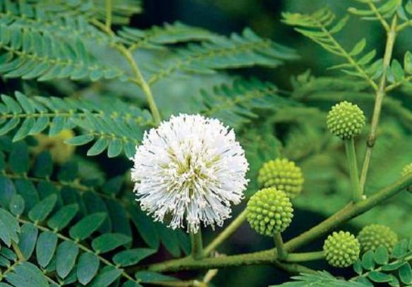綠籬之王—銀合歡種植環境 綠籬之王—銀合歡種植環境