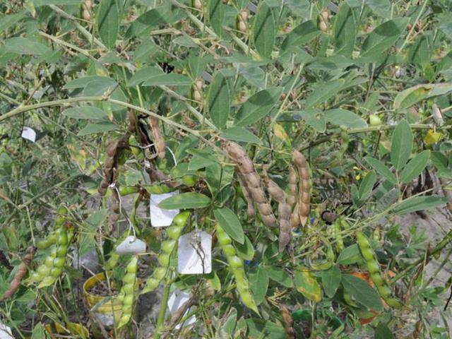 木豆種植技術(shù)介紹以及管理方法 木豆種植技術(shù)介紹以及管理方法