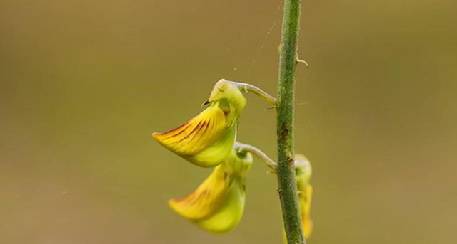 豬屎豆種植技術(shù)說(shuō)明，什么時(shí)候種植最佳？