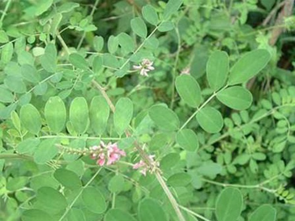 馬棘種子去哪買比較好?馬棘種子育苗方法有什么? 馬棘種子去哪買比較好?馬棘種子育苗方法有什么?