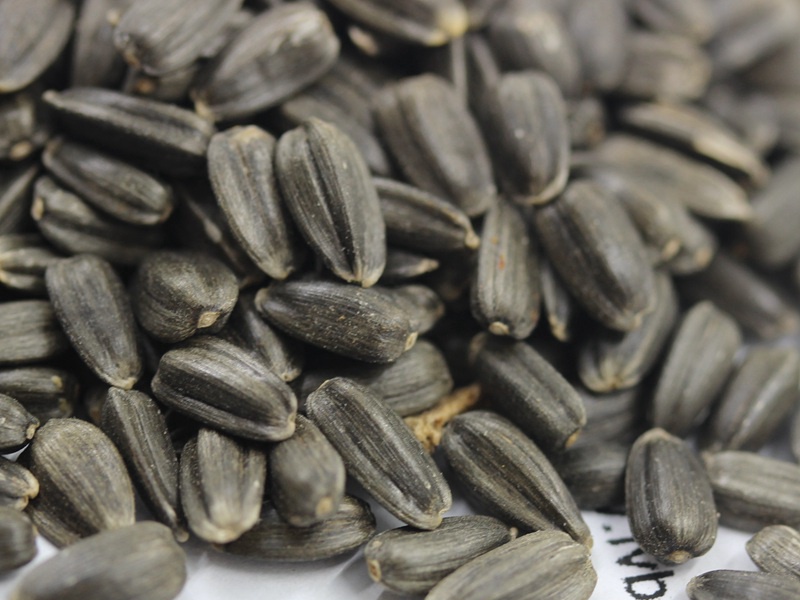 迷你向日葵 迷你向日葵