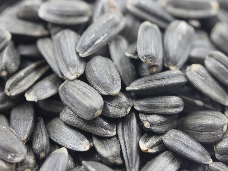 迷你向日葵 迷你向日葵