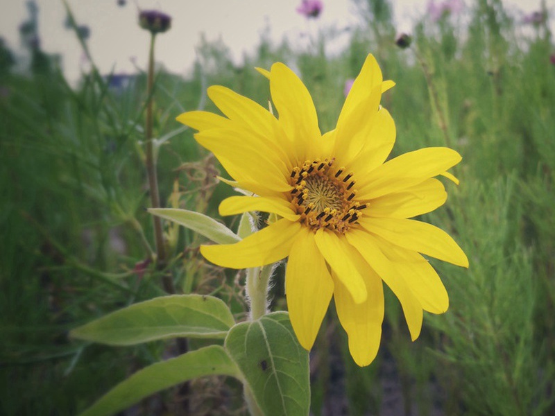 迷你向日葵 迷你向日葵
