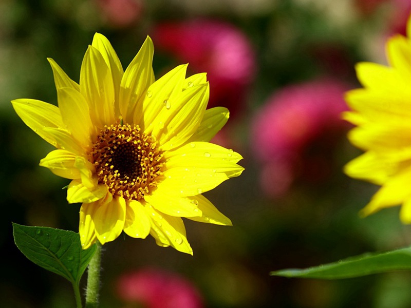 迷你向日葵 迷你向日葵