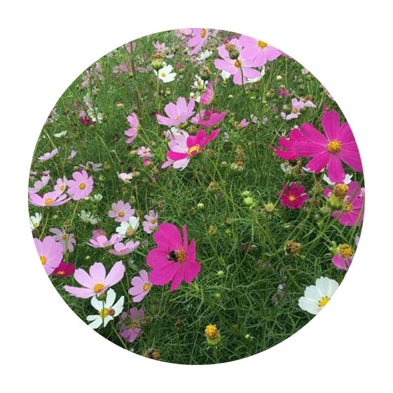 進口野花組合 進口野花組合