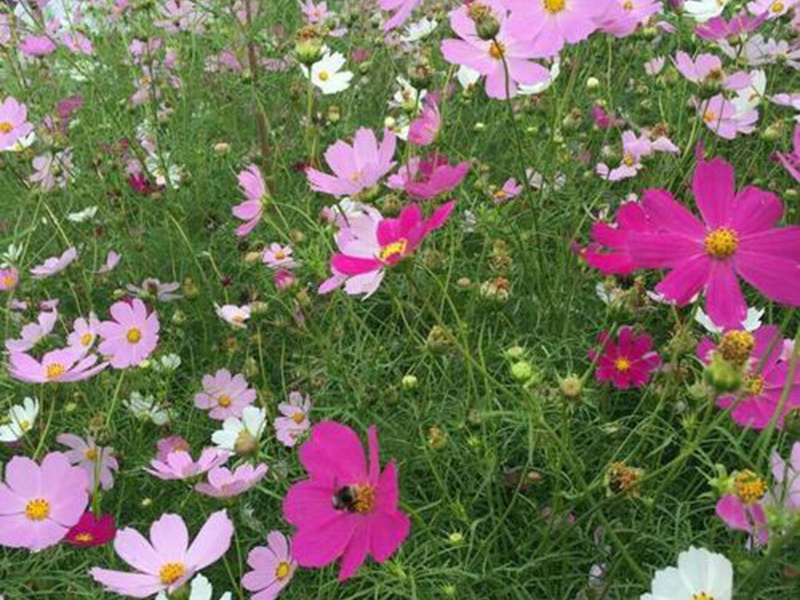 進口野花組合 進口野花組合