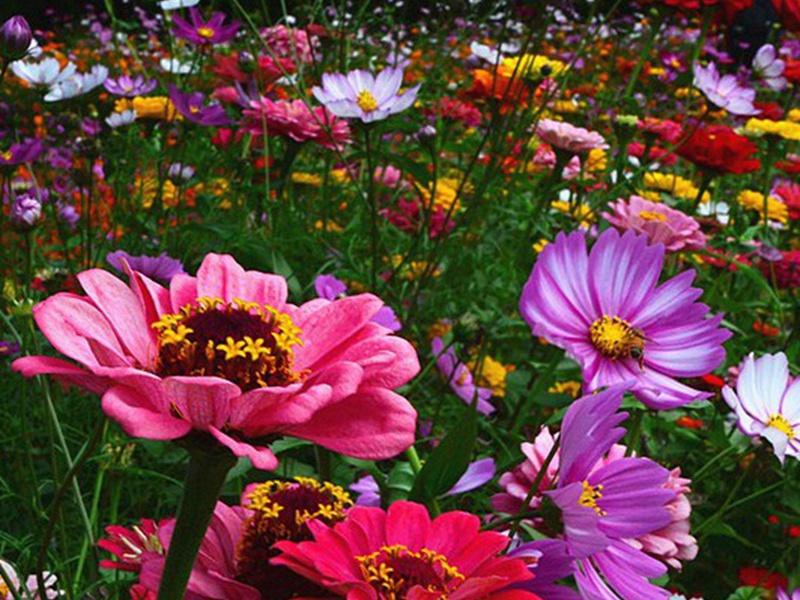 進口野花組合 進口野花組合