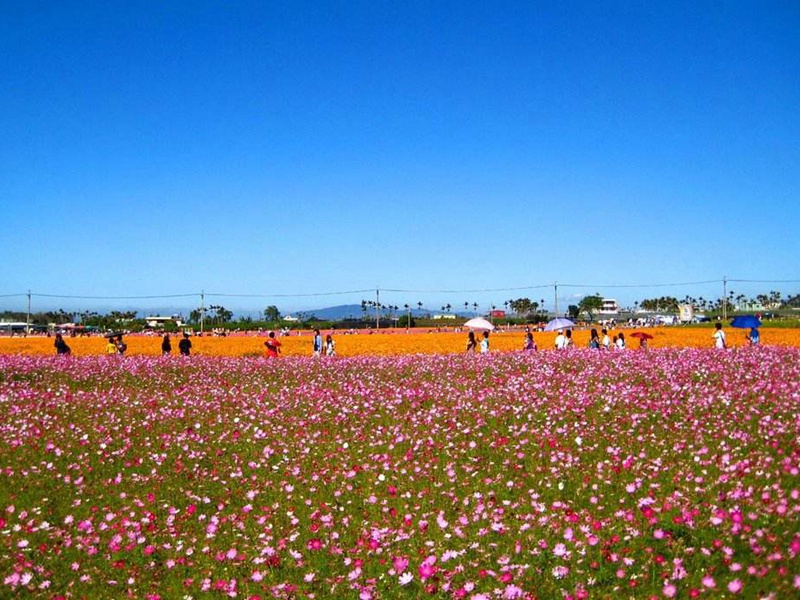 進口野花組合 進口野花組合
