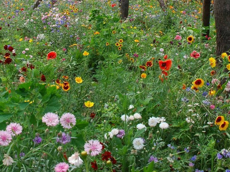 進(jìn)口野花組合 進(jìn)口野花組合