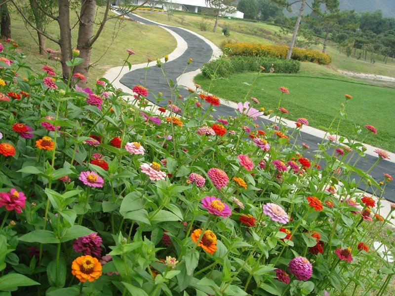 進口野花組合 進口野花組合