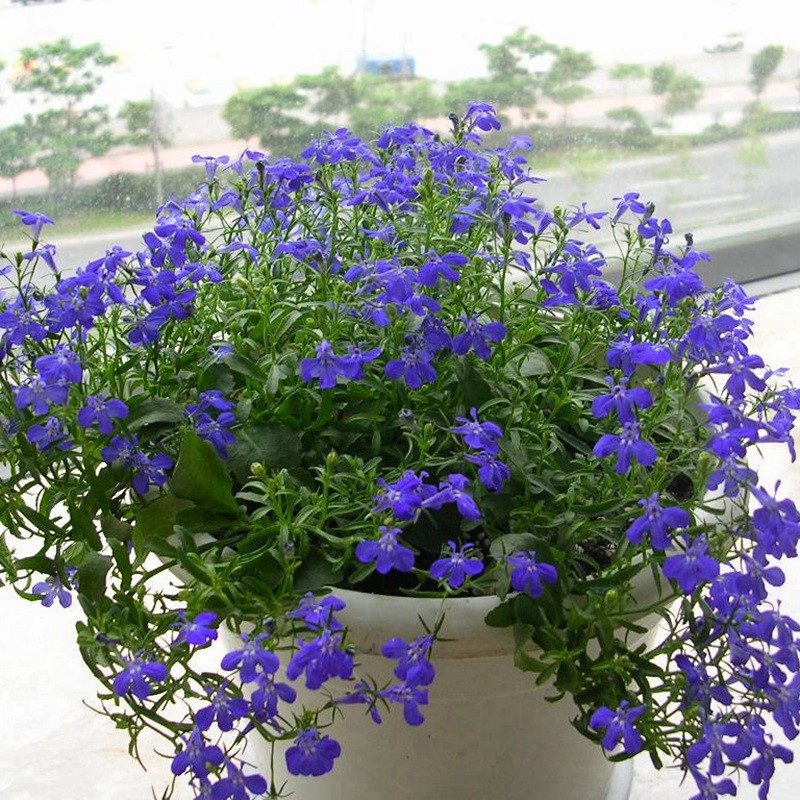 蘭花亞麻六倍利 蘭花亞麻六倍利