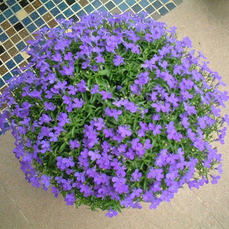 蘭花亞麻六倍利 蘭花亞麻六倍利