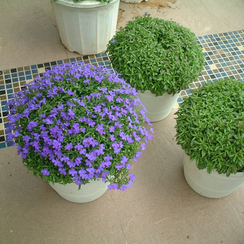 蘭花亞麻六倍利 蘭花亞麻六倍利