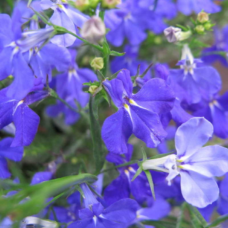 蘭花亞麻六倍利 蘭花亞麻六倍利