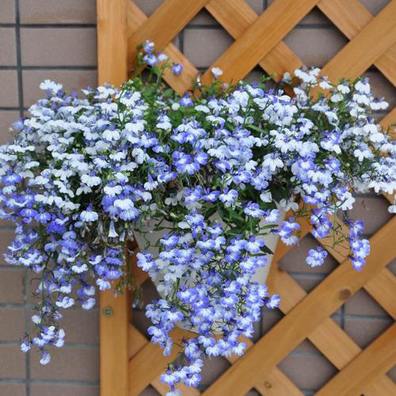 蘭花亞麻六倍利 蘭花亞麻六倍利