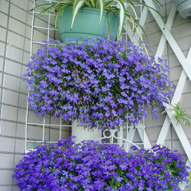 蘭花亞麻六倍利 蘭花亞麻六倍利