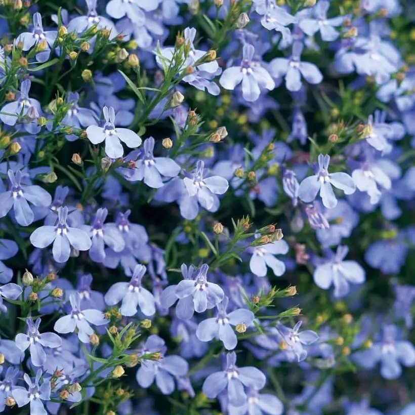 蘭花亞麻六倍利 蘭花亞麻六倍利