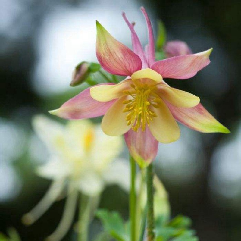 小花耬斗菜 小花耬斗菜