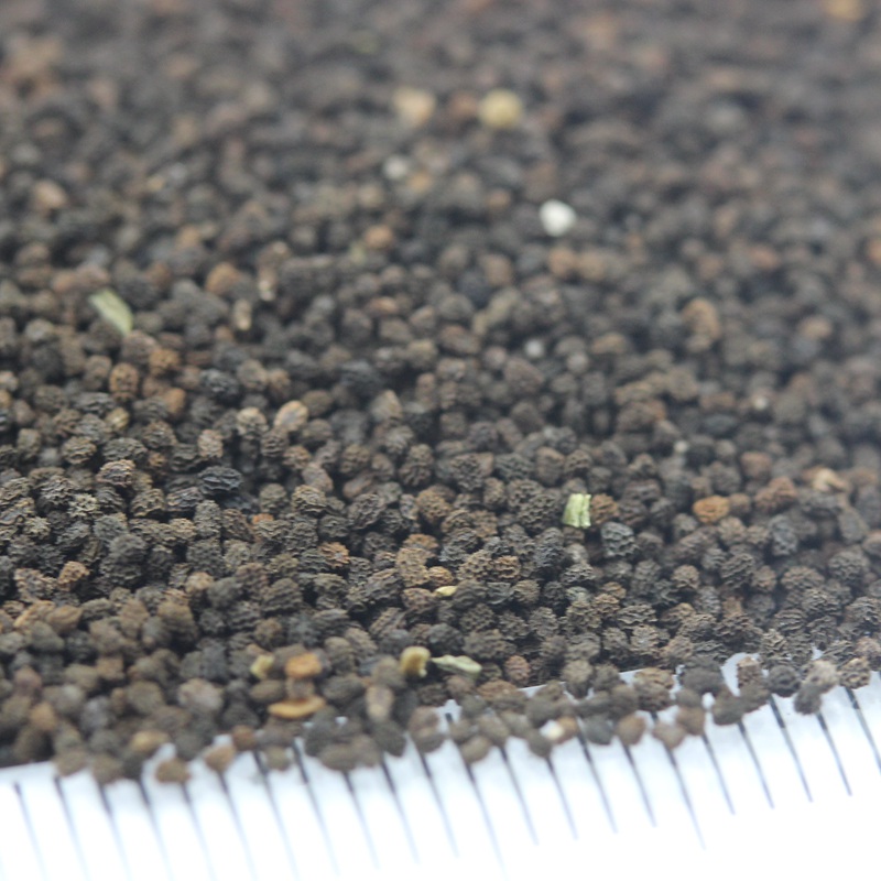 金魚(yú)草 金魚(yú)草