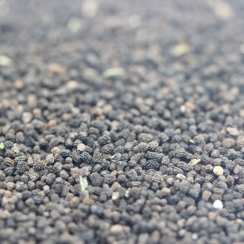 金魚(yú)草 金魚(yú)草