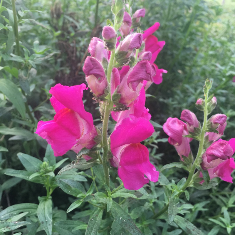 金魚(yú)草 金魚(yú)草