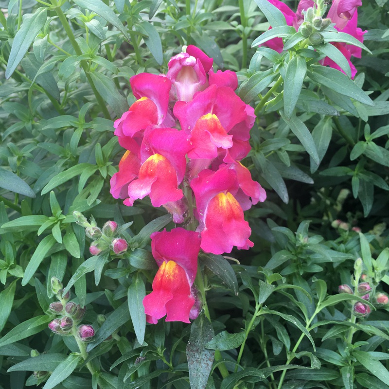 金魚(yú)草 金魚(yú)草