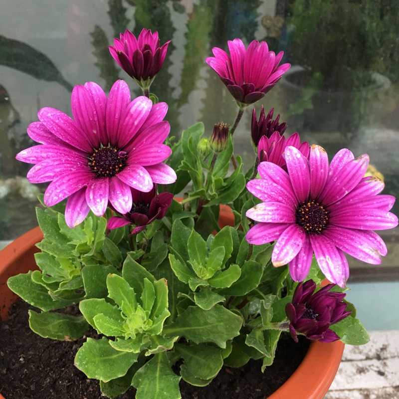 南非萬壽菊 南非萬壽菊