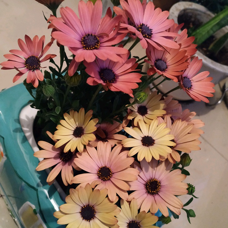 南非萬壽菊 南非萬壽菊